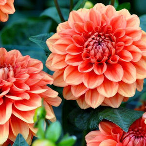 Meet your Posher, Audrey